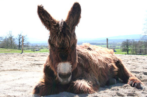 Poitou Eselin Lise im Sand